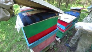 ПЧЁЛЫ ЗАЛИВАЮТ ВСЕ МАГАЗИНЫ МЁДОМ, СТАВИМ ДОПОЛНИТЕЛЬНЫЕ, ВЕСОВОЙ УЛЕЙ.