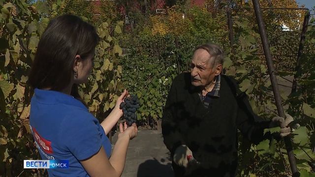 В Омске начали сбор винограда смотреть онлайн