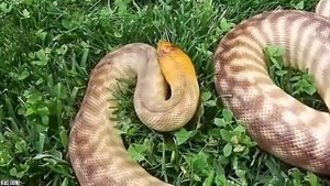 15 самых редких и красивых пород змей