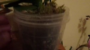 Орхидеи!Удачный эксперимент!Как получить детку Орхидеи на цветоносе с помощью цитокининовой пасты!