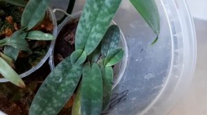Paphiopedilum bellatulum после пересадки. Цветение и детки.