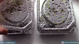 Эксперимент по росту растений под УФ лампой