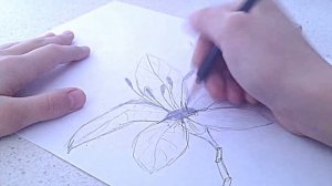 как нарисовать лилию