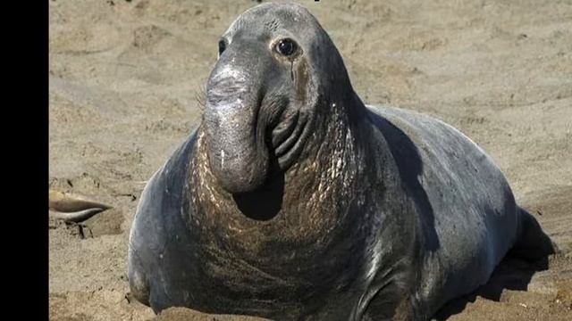 Самые Большие животные смотреть онлайн