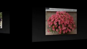 Разновидности и лучшие сорта ПЕТУНИИ