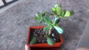 Крассула бонсай (ч.1) Crassula bonsai