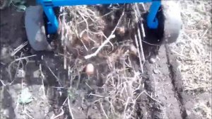 КОПАЮ КАРТОФЕЛЬ виброкопалкой 2021г