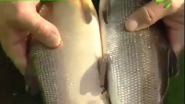 Золотистый муксун - белая рыба меняет цвет