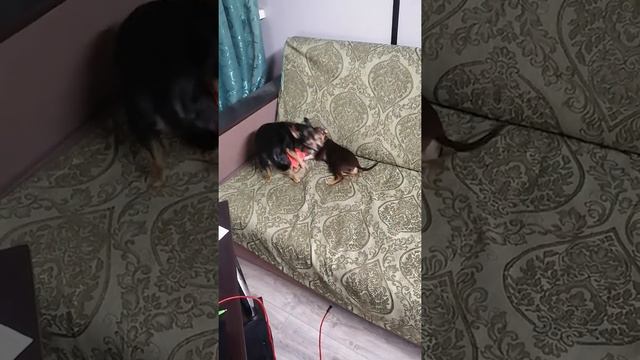 Мама той-терьер с своим щенком. смотреть онлайн