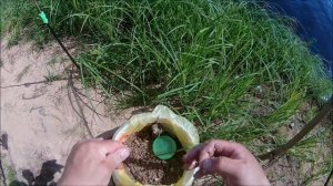 Рыбалка на р.Луга д. Редежа .Ловим на фидер. ч-1