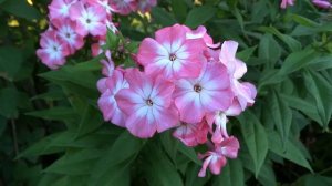 Флокс ГРАФИКА ? обзор, описание, цветение, отзыв.