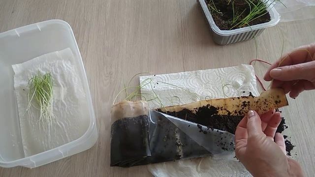 Результат получения рассады лука 3 способами смотреть онлайн