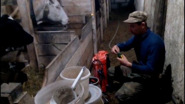 обработка КОРОВ от МУХ, КЛЕЩЕЙ после вечерней дойки// небольшой обзорчик от любимого василька смотреть онлайн