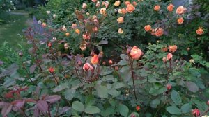 роза Д. Остина   Жена Поэта  и другие