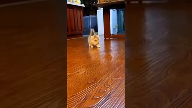 ту- --ту- ту -ту-- ту- ду иу- иу -иу