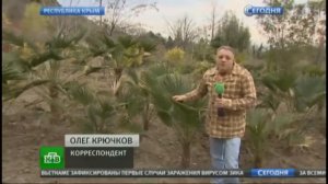 В Крыму высаживают пальмы, киви и фейхоа