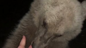 Чем питаются медведи ? И что больше всего любит Мишка Балу) Клубника или Арбуз???