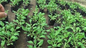 Продали всего 10% ПЕТУНИИ, остальные пришлось.... эх😢. ОКАЗЫВАЕТСЯ СЛОЖНО ВЫРАЩИВАТЬ ПЕТУНИИ ЛЕТОМ.