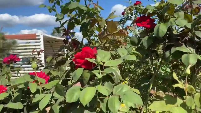 Mr Lincoln Rose series 2021 смотреть онлайн