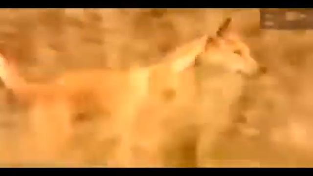 Охота собак Динго на кенгуру смотреть онлайн