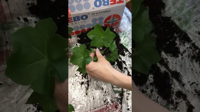 🌸Pink Chart🌸плющелистная пеларгония, пересадка черенка. смотреть онлайн