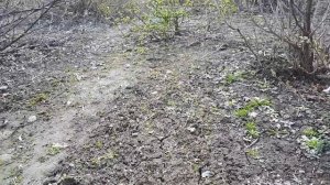 Вьюнок и как с ним бороться
