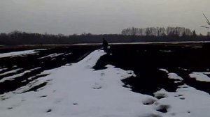 Посадка фацелии и донника.