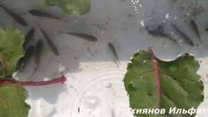 Рыба в ванной