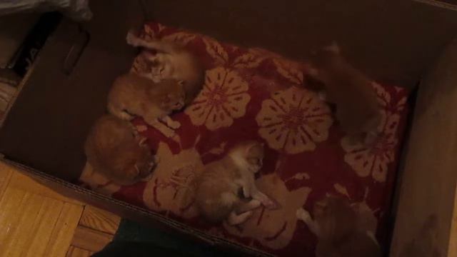 Алиса родила 6 котят!  Elena Pero