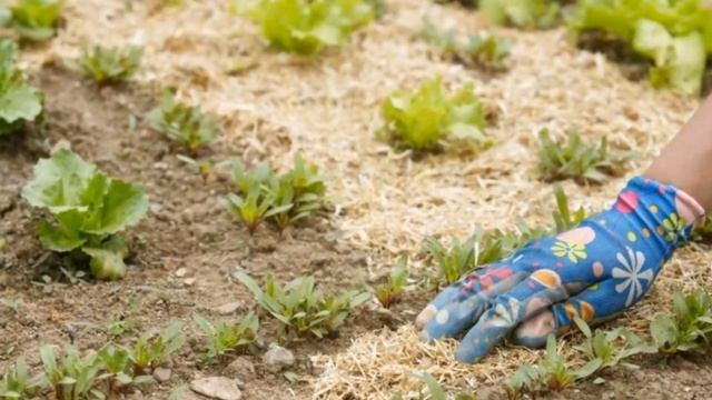 Советы по выращиванию брокколи. смотреть онлайн