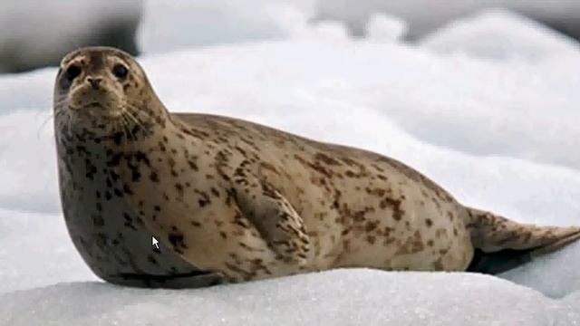 Тюлень обыкновенный смотреть онлайн