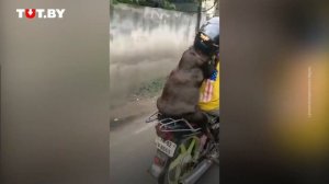 Собака в шлеме едет на мотоцикле