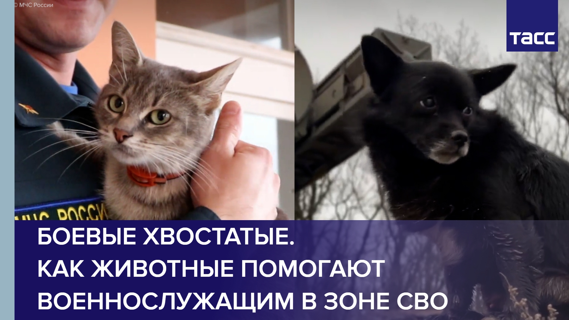 Боевые хвостатые. Как животные помогают военнослужащим в зоне СВО