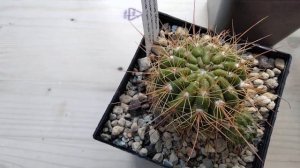 Коллекция нотокактусов.Пародия.Какие они?Kakteencollection