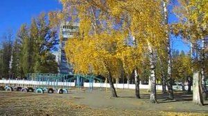 Yellow birch - Желтая береза