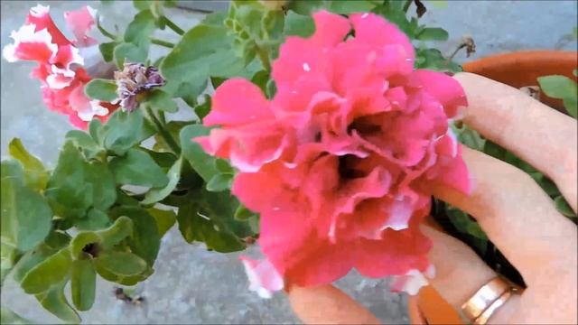 Какими цветами украсить свой сад ? Однолетние садовые цветы. смотреть онлайн