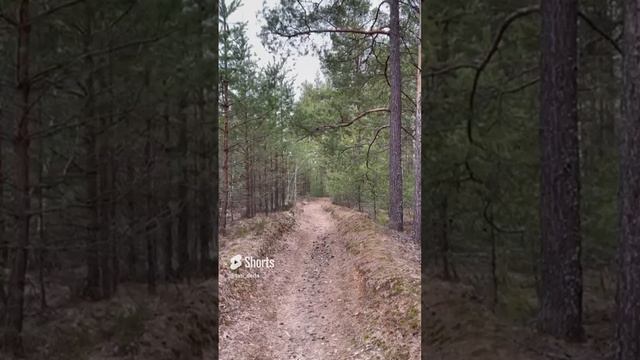 Сегодня в лесу 🌲апрельская трель🐦_⬛приносит весеннее настроение!!!💯🇷🇺