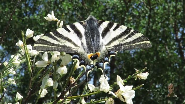 Chupaleches (Iphiclides feisthamelii) Duponchel, 1832 смотреть онлайн