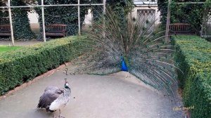 Как ухаживает павлин самец за самкой
