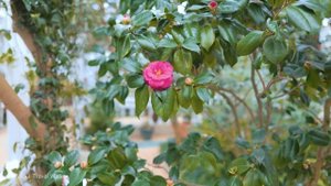 흰 눈으로 뒤덮인 창경궁. 서울 힐링 워크, 한국의 고궁 여행, 서울여행워커.