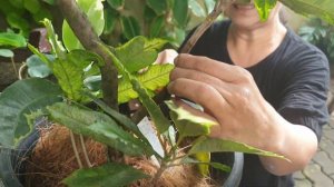 AFTER THE STORM JOLINA, WHAT HAPPENED/CLEANING AND REARRANGING MY PLANTS