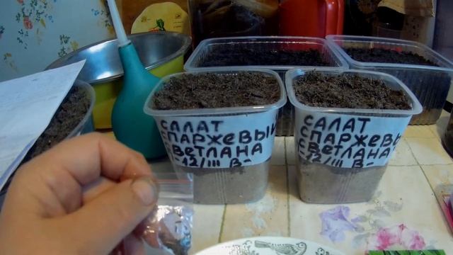 посадка лука шалот и салата спаржевого дача под Архангельском