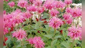 МОНАРДА (MONARDA)