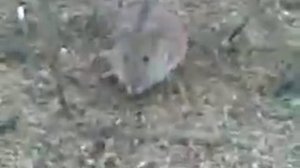 смелая мышь
