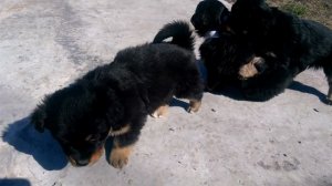 Щенки. Смесь спанеэля с дворняжкой
