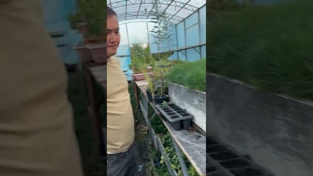Сосна крымская из семян магазина Жёлуди. Личный опыт