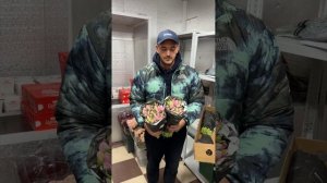 Тюльпаны Antarctica и Tresor от Decorum. Обзор 2024, Антон Соловьев