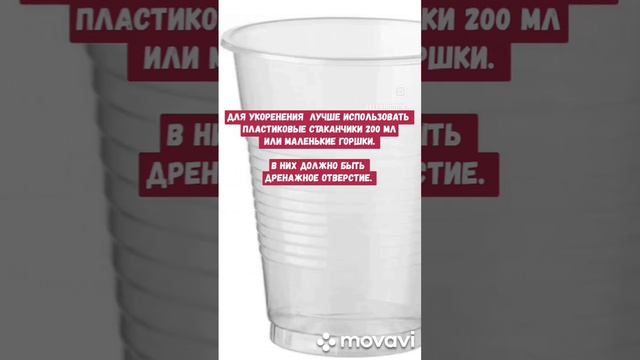 Как размножить пеларгонию? Для Новичков