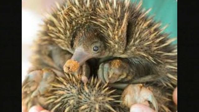 Мои любимые животные смотреть онлайн