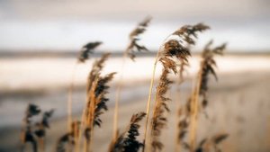 Icaro Abrete Corazon